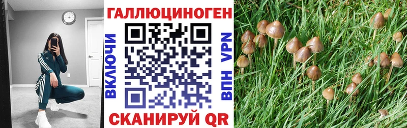 Псилоцибиновые грибы Psilocybe  сколько стоит  Жуков 